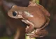 "Broasca ciocolatie", noua descoperire a oamenilor de știință. Unde trăiește UIMITOAREA specie