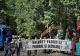 VIDEO Protest al activiștilor de mediu împotriva tăierilor de arbori din zona Valea Cerbului, Bușteni