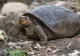 Rezultate UIMITOARE privind originea țestoasei-gigant descoperite în 2019, în arhipelag vulcanic Galapagos