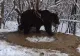 Grădina zoologică din Piatra Neamț, desființată din cauza traumei ursoaicei Ina. Animalul continuă să se învârtă în cerc, eliberat după 20 de ani de captivitate