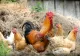 220.000 de păsări cu gripă AVIARĂ, ucise în România! Efectele dezastruoase: Risc de FOAMETE