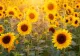 Vremea 22 mai - Timp frumos și temperaturi în creștere în toată țara