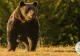 Dosar penal după împușcarea ursului Arthur de către un prinț din Liechtenstein