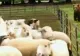 Alertă de urs în județul Covasna! Animalele din gospodăria unui localnic, speriate