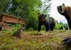 Doi urși au intrat în curtea unei pensiuni din Săcele. Ce s-a întâmplat cu animalele