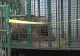Mai multe animalele sălbatice, printre care și urși, ținute captive, în județul Maramureș! Au loc percheziții