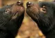 Au vrut să salveze diavolii tasmanieni, dar nu s-au așteptat la CONSECINȚE: Populația locală de pinguini a fost UCISĂ