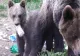 Alertă în Băile Tușnad: 5 apeluri la 112, în ultimele 24 de ore, prin care a fost semnalată prezența urșilor