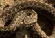 Vipera de stepă, specie aflată pe cale de dispariție, descoperită în zona Buzăului. Cum arată şi cât este de PERICULOASĂ