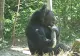 Momente de groază, într-un parc din Sinaia: adolescentă ATACATĂ DE URS