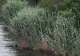 Descoperire ÎNFIORĂTOARE în canalul Dunăre-Marea Neagră - Ce au găsit scafandrii
