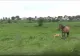 Cruzime fără margini - Doi bărbați, reținuți după și-au omorât în bătaie calul. Motivul este HALUCINANT