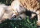 Cum poți adopta un animal fără stăpân la Târgul de la Afumați - 30 de animale, câini și pisici, își așteaptă, sâmbătă, șansa la o viață mai bună