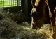 Dosar penal pentru că și-a bătut calul 