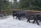 VIDEO Ploaie cu grindină la Sinaia - S-a depus un strat gros de gheață