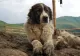 Bărbat găsit MORT pe câmp. Câinii i-au păzit trupul 15 ore, până a fost descoperit