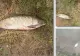 Dezastru ecologic, pe Râul Bega: SUTE de pești MORȚI