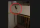 VIDEO - Bloc invadat de șobolani - Imagini revoltătoare, greu de privit