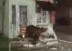 Alertă într-o stațiune turistică - Un urs a devastat un magazin VIDEO