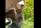 INCONȘTIENȚA turiștilor aduce urșii tot mai aproape! Animal sălbatic filmat când e la un pas de a intra în mașină - Imagini VIRALE