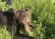 Copil de 9 ani, ATACAT de urs pe ulița satului. Jandarmii au alungat animalul în pădure