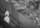 VIDEO| Urs filmat când mergea în spatele unor turiști, în Sinaia 