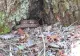 IMAGINI spectaculoase cu viperele din Retezat! Avertisment pentru turiști - Ce nu trebuie să facă sub nicio formă
