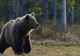 Animalele dintr-o gospodărie nemțeană, atacate de urs. S-a emis mesaj Ro-Alert