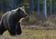 12 intervenții pentru îndepărtarea urșilor, în weekend: Locurile INEDITE unde au fost văzute animalele