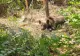 Caz incredibil de cruzime: pui de URS, legat de copac cu un cablu, într-o pădure din Gorj