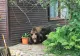 Împușcarea urșilor agresivi - ce DECIZIE ar putea fi luată astăzi