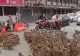 VIDEO Mii de maimuțe s-au luat la bătaie în plină stradă, în Thailanda. Motivul este HALUCINANT