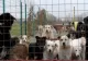 Percheziții la cel mai mare adăpost de animale din județul Giurgiu. Ce au descoperit polițiștii