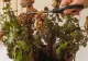 Truc genial: ce să pui în ghiveci dacă florile s-au ofilit. Își revin pe loc 