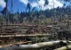 Pădure din Suceava, distrusă de ciclon. Hectare întregi, puse la pământ, în doar câteva minute - FOTO