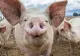 Focar de pestă porcină africană în Capitală. Reacția autorităților