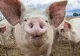Crește numărul focarelor de pestă porcină africană în România - zeci de mii de animale, sacrificate. Care sunt cele mai afectate județe