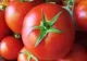 ALERTĂ ALIMENTARĂ. Roșii RETRASE din magazine. PERICOL URIAȘ pentru sănătate! Ce conțin tomatele