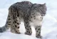 Alertă la o grădină zoologică din San Diego. Un leopard al zăpezii, confirmat cu COVID-19