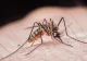 Încă un bărbat a MURIT după ce a fost infectat cu virusul West Nile
