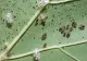 Cum a apărut „tigrul platanului” în România și de ce este imun la substanțele chimice pentru insecte