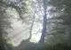 Descoperire periculoasă într-o pădure din Neamț - FOTO