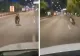 URS filmat pe un bulevard intens circulat din Brașov. Animalul alerga haotic pe stradă - VIDEO