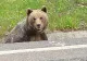 ALERTĂ de urs la Băile Tușnad, în zona unui hotel frecventat de turiști! A fost emis Ro-Alert