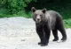 O ursoaică și 3 pui au intrat într-o casă din Băile Tușnad. Un alt urs a furat geanta unei femei