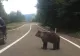 Hrănitul urșilor a devenit un fel de „sport național” printre turiști