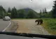 ALERTĂ de urs pe Transfăgărășan! Animalul sălbatic a fost surprins în apropierea mașinilor - Galerie FOTO