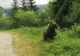 Un urs a sărit gardul unui spital de psihiatrie din Prahova