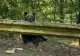 Un turist bulgar a fost mușcat de urs în zona Barajului Vidraru. A fost emis mesaj Ro-Alert