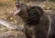Ursul care a omorât un cioban a fost găsit mort în pădure - Vânătorii s-au deplasat în pădurile din zonă pentru a-l elimina